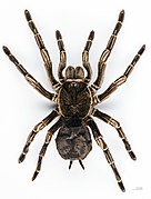 Acanthoscurria juruenicola