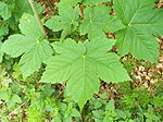 Bergahorn Acer pseudoplatanus