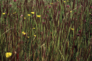 <i>Agrostis microphylla</i> Species of flowering plant