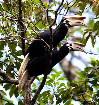 <span class="mw-page-title-main">Palawan hornbill</span> Species of bird