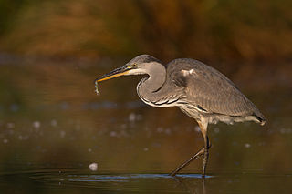 <span class="mw-page-title-main">Ardei</span> Suborder of birds