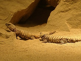 <span class="mw-page-title-main">Armadillo girdled lizard</span> Species of reptile in the family Cordylidae