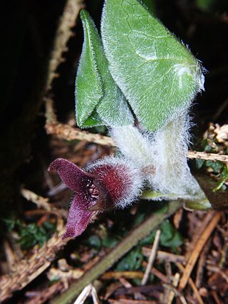 <i>Asarum europaeum</i> Species of flowering plant