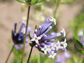 <i>Asperula</i> Genus of flowering plants in the coffee family Rubiaceae