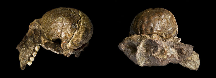 † Australopithecus africanus, skull