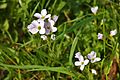 Eingjarkarsi (Cardamine pratensis)