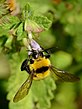 בומבוס ארך-ראש (Bombus argillaceus), זכר אוסף צוף ממליסה רפואית, החרמון