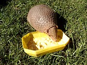 Brown armadillo