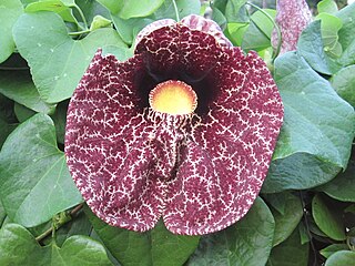 <i>Aristolochia littoralis</i> Species of vine