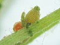 Oogónio (estrutura maior) e anterídeo (com o centro avermelhado) de uma alga do género Chara, instalada sobre o ramo de uma planta.