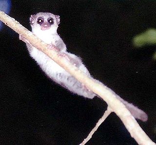 <span class="mw-page-title-main">Fat-tailed dwarf lemur</span> Species of lemur