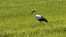 Large black and white bird with long beak in green field