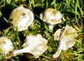 !!!Clitocybe rivulosa!!!