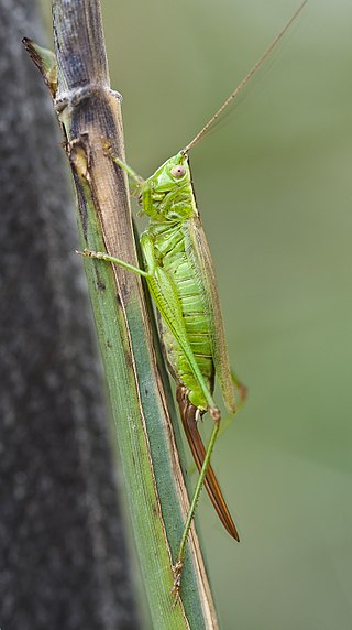 <i>Conocephalus fuscus</i> Species of cricket-like animal