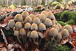 Thumbnail for File:Coprinellus micaceus Glimmer-Tintling.jpg