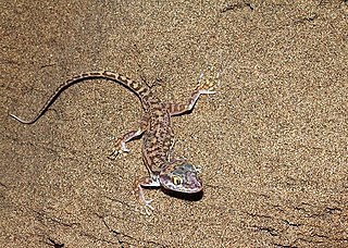 <i>Crossobamon eversmanni</i> Species of gecko