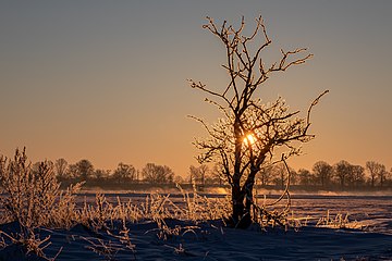 Dülmen, Hausdülmen, eisbedeckter Strauch (2021)