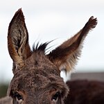 Oreilles d'un âne