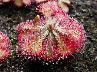 <i>Drosera</i> Genus of carnivorous flowering plants in the family Droseraceae