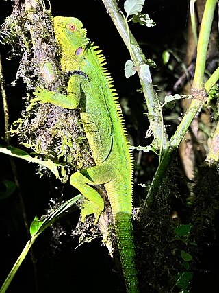 <i>Enyalioides oshaughnessyi</i> Species of lizard