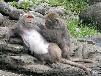 Formosan rock macaques