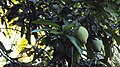 Fresh Juicy Mango orchard in Poovankurichi