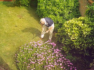 <span class="mw-page-title-main">Therapeutic garden</span>