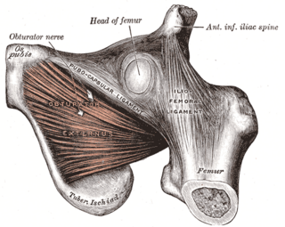 <span class="mw-page-title-main">Anterior inferior iliac spine</span>