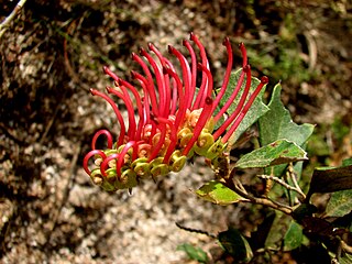 <i>Grevillea infecunda</i> Species of shrub in the family Proteaceae endemic to Victoria, Australia