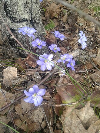 Hepatica in Europos Parkas, Lithuania Hepatica in Lithuania.jpg