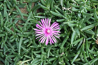 <i>Lampranthus spectabilis</i> Species of plant