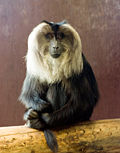 Thumbnail for Lion-tailed macaque