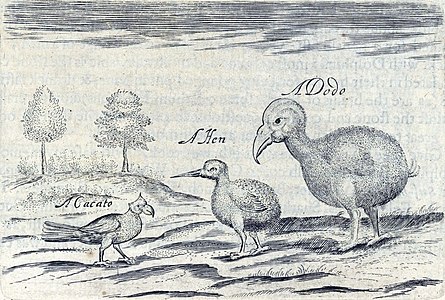 Esbós etiquetat de 1634 de Sir Thomas Herbert, que mostra un lloro becample («Cacato»), un rascló rogenc («Hen») i un dodo