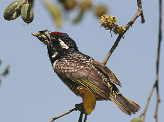 <span class="mw-page-title-main">Banded barbet</span> Species of bird