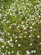 Minuartia laricifolia