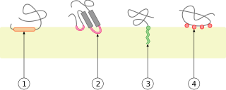 <span class="mw-page-title-main">Peripheral membrane protein</span> Membrane proteins that adhere temporarily to membranes with which they are associated