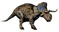 Nasutoceratops