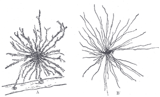 <span class="mw-page-title-main">Olfactory ensheathing cell</span> Type of macroglia that ensheath unmyelinated olfactory neurons