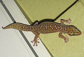 <span class="mw-page-title-main">Southern spotted velvet gecko</span> Species of lizard