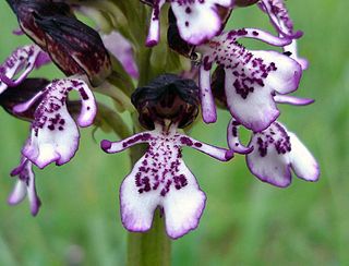 <i>Orchis purpurea</i> Species of orchid