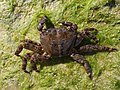 El cangrejo corredor (Pachygrapsus marmoratus) es una especie de crustáceo decápodo del infraorden Brachyura. Este tipo de cangrejos se pueden encontrar en las costas europeas, desde las Islas Británicas hasta el Mar Negro. Por George Chernilevsky.