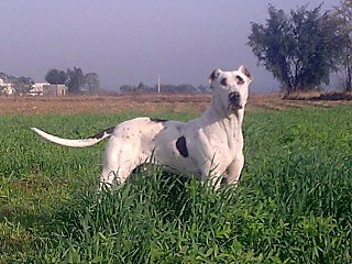 <span class="mw-page-title-main">Bully Kutta</span> Dog breed from and India and Pakistan