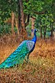 Visão de um pavão-azul de costas