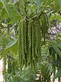 Flores da Pecan em uma árvore