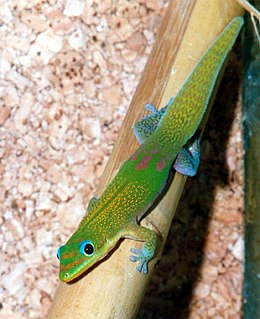 Gecko Lizard belonging to the infraorder Gekkota