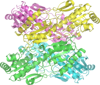 <span class="mw-page-title-main">Phosphofructokinase 1</span> Class of enzymes