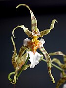 Miltonia phymatochila