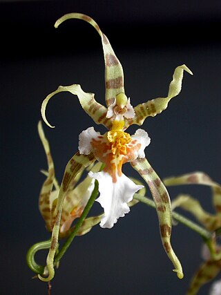 <i>Miltonia phymatochila</i> Genus of orchids