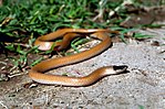 Plains black-headed snake (Tantilla nigriceps)