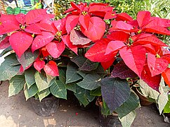 Poinsettia in Kolkata, West Bengal, India